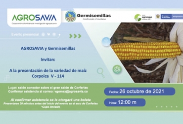Esta variedad puede ser utilizada en la producción de grano para la industria, el consumo humano y también para la producción de forraje en la alimentación de los animales como los bovinos. Foto: Cortesía Ganadería, ganadería colombia, noticias ganaderas, noticias ganaderas colombia, CONtexto ganadero, maíz, nuevo maíz de agrosavia, nuevo maíz para la región caribe, maíz de agrosavia, proteina cruda de v-114 maíz agrosavia, desarrollo de nuevo maiz de agrosavia