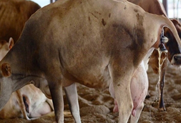 “En el fondo es maximizar el valor económico de cada parto y algo muy simple: producir más con menos", dijo Campos. Foto: ganaderia.com Ganadería, ganadería colombia, noticias ganaderas, noticias ganaderas colombia, CONtexto ganadero, semen sexado, semen sexado en colombia, ABS, semen sexado abs, beneficios del semen sexado, para que sirve el semen sexado, como se usa el semen sexado