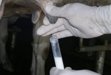 La aplicación le permite a los productores ingresar los datos de manera fácil y recibir información en tiemp real del nitrógeno ureico. Foto: cienciaveterinaria.com Ganadería, ganadería colombia, noticias ganaderas, noticias ganaderas colombia, CONtexto ganadero, USDA, MUN, nitrogeno ureico, medicion del nitrogeno ureico, medición del nitrogeno ureico en fincas, aplicación para medir el nitrogeno ureico en leche