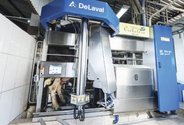 La tecnología de punta como es el caso de los robots de ordeño se pueden combinar con sistemas silvopastoriles con un resultado favorable para el productor. Foto: infortambo.cl silvopastoril, robot de ordeño, De Laval, nuevas tecnologías, producción de leche, mano de obra, relevo generacional, Jóvenes Rurales, precio, pequeños productores, alquiler, Inversión, pastoreo, puerta inteligente, árboles, vacas, costos, capacitación, información, rutina, alimentación, eficiencia, calidad de vida, Ganadería, ganadería colombia, noticias ganaderas colombia, CONtexto ganadero