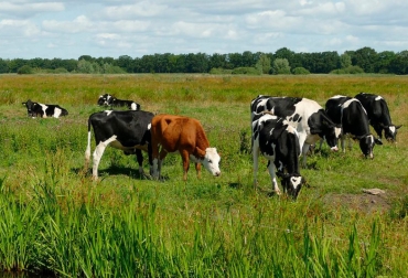 El informe final de la investigación de Sim será un análisis económico que refleje el costo de la siembra, el rendimiento del forraje y el pastoreo intensivo en Saskatchewan. Foto: bmeditores.mx Ganadería, ganadería colombia, noticias ganaderas, noticias ganaderas colombia, CONtexto ganadero, pastoreo, tipos de pastoreo, pastoreo de alta densidad, pastoreo de alta densidad en ganaderia, pastoreo ultra alta densidad, pastoreo de ultra alta densidad desventajas, pastoreo de ultra alta densidad en colombia, pastoreo de ultra alta densidad (puad), desventajas del pastoreo ultra alta densidad, beneficios del pastoreo ultra alta densidad, que es pastoreo ultra alta densidad, pastoreo de alta densidad,