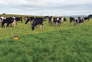 “Mediante la gestión intensiva del pastoreo, los productores pueden ganar dinero convirtiendo tierras de cultivo marginalmente productivas en pastizales, mientras que al mismo tiempo reducen el impacto de la agricultura sobre el medio ambiente”, dijo el profesor asociado de la Universidad Estatal de Dakota del Sur, Tong Wang.Foto: Engormix.com Ganadería, ganadería colombia, noticias ganaderas, noticias ganaderas colombia, CONtexto ganadero, pastoreo, tipos de pastoreo, pastoreo de alta densidad, pastoreo de alta densidad en ganaderia, Pastoreo ultra alta densidad, pastoreo de ultra alta densidad desventajas, pastoreo de ultra alta densidad en colombia, pastoreo de ultra alta densidad (puad), desventajas del pastoreo ultra alta densidad, beneficios del pastoreo ultra alta densidad, que es pastoreo ultra alta densidad