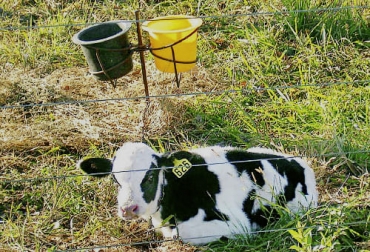 El experto asegura que a los terneros les toma tiempo desarrollarse completamente, por lo que la forma en la que se maneje puede estar ligada a la alimentación. Foto: ellitoral.com Ganadería, ganadería colombia, noticias ganaderas, noticias ganaderas colombia, CONtexto ganadero, producción ganadera, Productividad ganadera, probióticos, bondades de los probióticos, probióticos para bovinos, probióticos exitosos para los bovinos, probioticos para terneros