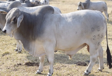 El uso del toro brahman en hatos de lechería sirve para obtener novillos que produzcan mayor cantidad de carne, lo cual se refleja en un aumento del ingreso del ganadero. Foto: pxfuel.com toro, brahman, Lechería especializada, rentabilidad, reposición, descarte, ingresos, precios, vacas, Terneros, macho, hembra, cebar, reproductivas, cruces terminales, sacrificio, ganancia de peso, Gyr, holstein, monta, Inseminación, Ganadería, ganadería colombia, noticias ganaderas colombia, CONtexto ganadero