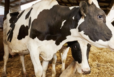 Para la experta hay que tener en cuenta el tratamiento que se le aplica a los animales en estas enfermedades porque existen unos periodos de retiro en leche que deben estar muy presentes. Foto: bmeditores.mx Ganadería, ganadería colombia, noticias ganaderas, noticias ganaderas colombia, CONtexto ganadero, metritis, impacto de la metritis, metritis bovina, impacto economómico de la metritis en las ganaderias, impacto de la metritis en la productividad, Productividad ganadera, fertilidad ganadera, impacto fertilidad bovina, tratamiento metritis, tratamiento enfermedades uterinas