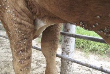 El uso de hemovacunas para combatir las garrapatas en el ganado bovino es una práctica que se viene trabajando en Uruguay aunque la implementación avanza a paso lento. Foto: perulactea.com Hemovacuna, garrapatas, ganado bovino, Uruguay, mortandades, enfermedades, tristeza parasitaria, productores, veterinarios, Ministerio de Ganadería, Agricultura y Pesca, babesiosis, Anaplasmosis, endémicas, pérdidas económicas, descorne, castraciones, agujas, desinfección, periodo de incubación, Terneros, Ganadería, ganadería colombia, noticias ganaderas colombia, CONtexto ganadero