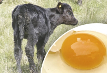 La suplementación de calostro con yema de huevo crea una respuesta inmune por parte de los terneros, lo que ayuda a los productores a no sufrir de pérdidas económicas. Foto: inta.gob.ar - gastroproductos.blogspot.com Ganadería, ganadería colombia, noticias ganaderas, noticias ganaderas colombia, CONtexto ganadero, diarrea neonatal, diarrea neonatal en mexico, yema de huevo en calostro, calostro con yema de huevo para prevenir diarrea neonato