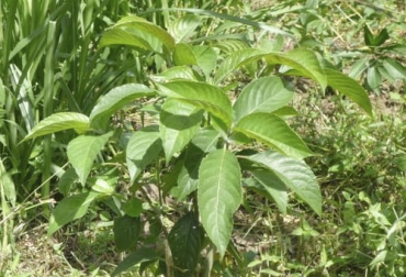 El nacedero puede servir como fuente de forraje para alimentación animal en varias regiones de Colombia. Foto: es.wikipedia.org Valor nutricional del nacedero, nacedero ganadería, nacedero ganado bovino, nacedero, Cajeto, quiebrabarrigo, yátago, aro, cuchiyuyo, madre de agua o fune, El nacedero como fuente de forraje, nacedero vacas, ganado bovino, ganadería bovina, carne, leche, ganaderos, ganaderos colombia, ganado, vacas, vacas Colombia, bovinos, Ganadería, ganadería colombia, noticias ganaderas, noticias ganaderas colombia, CONtexto ganadero, contextoganadero