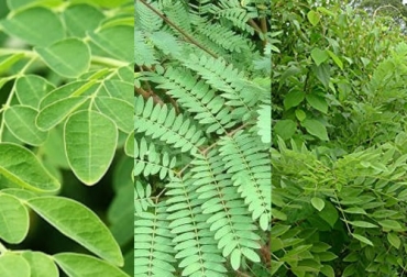 La investigación demuestra que los bloques nutricionales de moringa supera al de leucaena y al de matarratón en bondades para los bovinos. Foto: infopastosyforrajes.com - buenaproduccionanimal.wordpress.com - infopastosyforrajes.com Ganadería, ganadería colombia, noticias ganaderas, noticias ganaderas colombia, CONtexto ganadero, ganadería ambiente, bloques nutricionales para bovinos, bloques multinutricionales para bovinos, Moringa, leucaena, matarratón, bloque nutricional de moringa, bloque nutricional de leucaena, bloque nutricional de matarratón