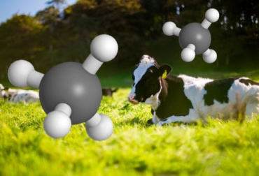 Este producto comenzará a ser comercializado en países como Brasil y Chile. Foto: capsavida.com - es.wikipedia.org ganadería, ganadería colombia, noticias ganaderas, noticias ganaderas colombia, contexto ganadero, ganadería, ganadería ambiente, concentardo para bovinos, pienso para bovinos, aditivo para reducir el metano