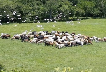 Para el experto, hay cuatro factores importantes que se deben reflejar en la ganadería regenerativa: negocio natural, rentabilidad, vaca y uso de herramientas. Foto: blog.croper.com Ganadería, ganadería colombia, noticias ganaderas, noticias ganaderas colombia, CONtexto ganadero, ganadería ambiente, Ganadería regenerativa, rentabilidad ganaderia regenerativa, negocio natural ganaderia regenerativa, herramientas paa la ganaderia regenerativa, la vaca como maquina por excelencia