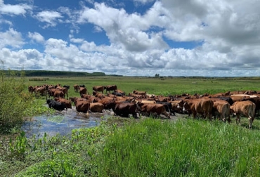 El experto señala que el productor no debe olvidar que primero debe ser agricultor antes que ganadero. Foto: perulactea.com Ganadería, ganadería colombia, noticias ganaderas, noticias ganaderas colombia, CONtexto ganadero, ganadería ambiente, Ganadería regenerativa, rentabilidad ganaderia regenerativa, negocio natural ganaderia regenerativa, herramientas paa la ganaderia regenerativa, la vaca como maquina por excelencia, cuando empezar ganaderia regenerativa, donde empezar ganadería regenerativa