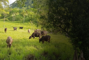 Muchos ganaderos prefieren que sus animales sean puros por su alto nivel de producción, pero con el cambio climático quizá sea hora de replantear esta idea. Foto: resilientcentralamerica.org Raza bovina cambio climático, elección de la raza bovina, Ganadería cambio climático, ganado bovino resistente al cambio climático, raza bovina cambio climático, raza bovina adaptada, adaptación ganado, resiliencia, biotipo, raza, ganado bovino, ganadería bovina, carne, leche, ganaderos, ganaderos colombia, ganado, vacas, vacas Colombia, bovinos, Ganadería, ganadería colombia, noticias ganaderas, noticias ganaderas colombia, CONtexto ganadero, contextoganadero