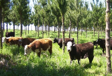 Las interacciones biológicas y ecológicas al interior de sistemas agroforestales contribuyen a una producción sostenible y a la economía del ganadero. Foto: perulactea.com agroforestería, sistemas agroforestales, Sistemas silvopastoriles, ganadería agroforestería, Ventajas sistemas agroforestales, interacciones agroforestería, agroforesteria beneficios, agroforesteria pdf, agroforesteria características, componentes de un sistema agroforestal, agroforesteria ejemplos, ganado bovino, ganadería bovina, carne, leche, ganaderos, ganaderos colombia, ganado, vacas, vacas Colombia, bovinos, Ganadería, ganadería colombia, noticias ganaderas, noticias ganaderas colombia, CONtexto gana