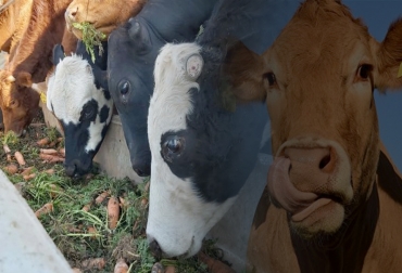 Existen diversas alternativas para alimentar el ganado con productos que se cosechan en la misma finca por lo que se deben mirar esas posibilidades. Foto: lanacion.com.ar - mundo.sputniknews.com residuos, finca, alimentación, calidad, dieta, producción de carne, sistema productivo, Competitividad, mercado, exportaciones, consumidor, Forrajes, granos, Heno, henolaje, ensilaje, nutrición, agroindustria, cosecha, frutas, hortalizas, INTA, banano, rumiantes, proteína, yuca, Ganadería, ganadería colombia, noticias ganaderas colombia, CONtexto ganadero