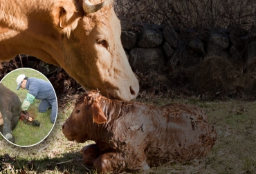 Existen infinidades de errores que se cometen diariamente en los predios al no consultar con profesionales acerca de los partos bovinos. Foto: aventurasennavandri.wordpress.com - bedatouyasociados.com.ar ganadería, ganadería colombia, noticias ganaderas, noticias ganaderas colombia, contexto ganadero, ganadería, partos, asistencia de partos bovinos, cuándo asistir un parto bovino, errores en los partos bovinos, revisión de partos bovinos