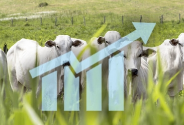 El productor asegura que la capacidad de carga para mantenimiento y suministro de alimento para el ganado es uno de los factores que no revisan los productores de ceba. Foto: workmeter.com - laboratorioserma.com ganadería, ganadería colombia, noticias ganaderas, noticias ganaderas colombia, contexto ganadero, ganadería, ganadería ambiente, nutrición, indicadores productivos, indicadores reproductivod, indicadores productivod de ceba, peso al destete, edad y peso al sacrificio, ganancia de peso por día, peso al nacimiento, capacidad de carga de la finca