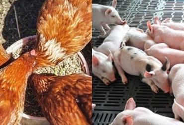 Investigadores aseguran que las larvas pueden convertirse en un aliado importante en la agricultura circular, especialmente para alimentos de cerdos y aves. Foto: revistaagrollanos.com - agronet.gov.co Ganadería, ganadería colombia, noticias ganaderas, noticias ganaderas colombia, CONtexto ganadero, ganadería ambiente, larvas, larvas para los animales, larvas para los cerdos, larvas para alimentar a los cerdos, larvas para alimentar a las aves