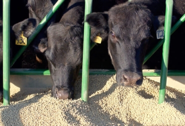 El suministro de levadura viva de cerveza a las vacas como aditivo en la dieta contribuiría a una mejor producción y a una mejor calidad de leche. Foto: levapan.com Levadura producción leche, levadura calidad composicional, Beneficios levadura, levadura, Saccharomyces cerevisiae, levadura de cerveza, levadura fertilidad vacas, levadura reproducción vacas, fertilidad bovinos, reproducción bovinos, Levadura como alimento bovino, ventajas levadura alimento bovino, propiedades de la levadura como alimento bovino, ganado bovino, ganadería bovina, carne, leche, ganaderos, ganaderos colombia, ganado, vacas, vacas Colombia, bovinos, Ganadería, ganadería colombia, noticias gana