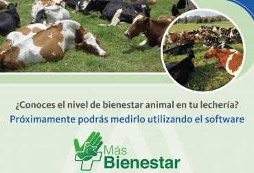 “Más Bienestar” está orientado para ser utilizado por asistentes técnicos y ganaderos con formación técnica o empírica en TICs. Foto: Cortesía. Bienestar Animal, másbienestar, másbienestar agrosavia, Agrosavia, fredy garcía castro, producción ganadera, condiciones, condiciones de vida, crianza, transporte, sacrificio, producto alimenticio, calidad sanitaria, competitivo, mercados, precios, tendencias, consumidores, sintiente, libertades, hambre, sed, desnutrición, condición corporal, Cambios metabólicos, requerimientos nutricionales, etapa productiva, lactancia, aforo, Praderas, instalaciones, Trabajadores, dolor, lesiones, enfermedades. Prevención