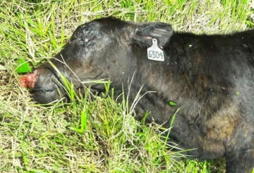 Dado que la serpiente requiere de mucha energía para producir veneno, a veces muerde al ganado sin inocular veneno, lo que se llama mordedura seca. En otras, sí inyecta veneno, ocasionando la muerte del animal o la persona. Foto: Constanza García Paredes Tipos de mordedura de serpiente, tipos de mordida de las serpientes, accidentes ofídicos en ganadería, mordedura de serpientes, mordedura de serpientes al ganado, qué hacer cuando una serpiente muerde al ganado, suero ofídico, suero ofídico ganadería, accidentes ofídicos con ganaderos, ganado bovino, ganadería bovina, carne, leche, ganaderos, ganaderos colombia, ganado, vacas, vacas Colombia, bovinos, Ganadería, ganadería colombia, noticias ganaderas, noticias ganaderas colombia, CONtexto ganadero, contexto