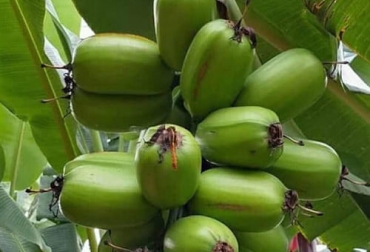 El guineo cuadrado es un recurso alimenticio con potencial para ser utilizado como aditivo en mezclas para ensilajes. Foto: dkescorpio.com.ve Ganadería, ganadería colombia, noticias ganaderas, noticias ganaderas colombia, CONtexto ganadero, ganadería ambiente, nutrición, ensilaje bovinos, ensilaje guineo cuadrado, ensilaje guineo cuadrado bovinos, guineo cuadrado ensilaje bovinos, Cratylia, ensilaje de cratylia