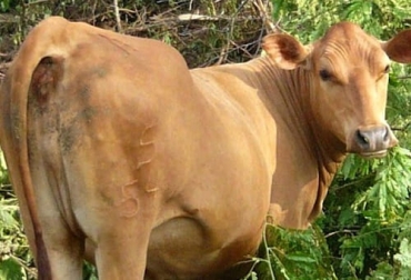Las razas criollas por su adaptabilidad a las difíciles condiciones de algunas zonas de producción, son las indicadas para desarrollar proyectos de sostenibilidad. Foto: perulactea.com Razas criollas, producción sostenible, Orinoquía, adaptación, Foro ganadero iberoamericano, Conbiand, Aoscriollanos, ecosistemas, entorno ambiental, altillanura, coberturas, fibrosos, Forrajes, sabanas, sobrevivencia, estrés calórico, capacidad de producción, sistemas sostenibles, aire, Agua, suelo, Ganadería, ganadería colombia, noticias ganaderas colombia, CONtexto ganadero