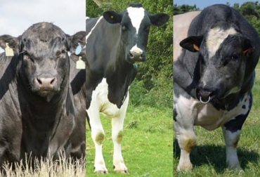 La enfermedad neurológica conocida como abiotrofia cerebelar o cerebelosa se ha detectado en ganado angus, holstein y belgian blue, como también en nelore, charolais y hereford. Foto: es.tecnologianocampo.com.br - mundo-pecuario-com - belgianblue.com.mx abiotrofia cerebelar en bovinos, abiotrofia cerebelar en vacas, Angus, Nelore, holstein, belgian bull, enfermedad neurológica en bovinos, enfermedad neurológica en vacas, cerebro vacas, cerebros ganado, cerebro, cerebro del ganado, reducción cerebro de ganados, domesticación de ganados, ganado bovino, ganadería bovina, carne, leche, ganaderos, ganaderos colombia, ganado, vacas, vacas Colombia, bovinos, Ganadería, ganadería colombia, noticias ganaderas, noticias ganaderas colombia, CONtexto ganadero, context