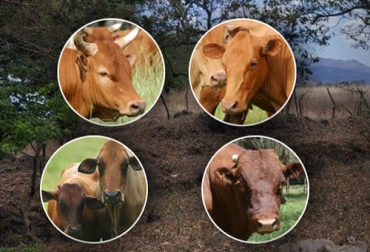 Gracias a las biotecnologías reproductivas como la transferencia de embriones, se han podido preservar razas bovinas en peligro de extinción en países como Colombia, España, Reino Unido y Letonia. Foto: Fedegán - semanariouniversidad.com Raza bovina rara, raza bovina criolla, biotecnología, transferencia de embriones, razas bovinas criollas en Colombia, chino santandereano, rescate genético, ganado vanyol, razas bovinas en peligro de extinción, rescate razas bovinas, ganado bovino, ganadería bovina, carne, leche, ganaderos, ganaderos colombia, ganado, vacas, vacas Colombia, bovinos, Ganadería, ganadería colombia, noticias ganaderas, noticias ganaderas colombia, CONtexto ganadero, contextoganadero