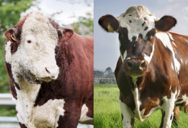 Las razas bovinas continentales se llaman así porque se desarrollaron en Europa continental, en países como Francia, Alemania, Países Bajos, España y Suiza, entre otros. Foto: zoovetesmipasion.com - Fedegán razas bovinas europeas, razas bovinas británicas, Angus, Hereford, normando, Simmental, holstein, pardo suizo, razas bovinas en Inglaterra y Escocia, diferencia de las razas bovinas, diferencias del ganado bovino, ganado bovino, ganadería bovina, carne, leche, ganaderos, ganaderos colombia, ganado, vacas, vacas Colombia, bovinos, Ganadería, ganadería colombia, noticias ganaderas, noticias ganaderas colombia, CONtexto ganadero, contextoganadero