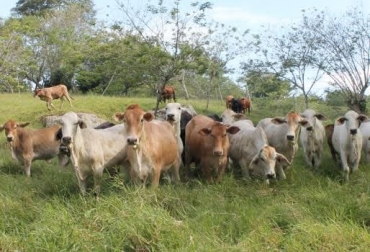 La experta asegura que la ganadería debe volverse más sostenibles porque son los bosques los que tienen mayor cantidad de materia orgánica y no los potreros. Foto: ganaderiaproductivaymaslimpia.com. Ganadería, ganadería colombia, noticias ganaderas, noticias ganaderas colombia, CONtexto ganadero, escarabajos, escarabajos en los suelos, funciones de los escarabajos en el suelo, escarabajos coprofagos, escarabajos bio recicladores