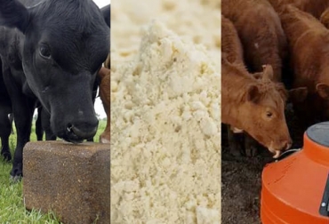 Según los autores, entre las tecnologías más económicas y apropiadas que puede aplicar un ganadero están los bloques multinutricionales, las premezclas de harinas y las dietas líquidas. Foto: elcampesino.co - nutricionanimal.info - noticiasagropecuarias.com Tecnología oferta forrajera, tecnología suplementación ganado, Bloques Multinutricionales, Dieta líquida, harina, suplementos para el ganado, harina para el ganado, ganado forraje, tecnología forraje, ganado bovino, ganadería bovina, carne, leche, ganaderos, ganaderos colombia, ganado, vacas, vacas Colombia, bovinos, Ganadería, ganadería colombia, noticias ganaderas, noticias ganaderas colombia, CONtexto ganadero, contextoganadero