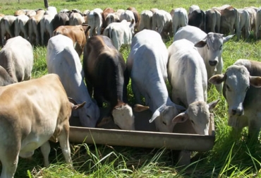 La sal mineralizada debe hacer parte de la dieta del ganado pero lo ideal es poder personalizarse dependiendo las necesidades que se quieran suplementar. Foto: comprerural.com Sales mineralizadas, alimento, nutrición, personalizada, suplemento, corregir, suelos, trópico, malezas, pastos, eficiencia, productividad, rentabilidad, producción, laboratorio, toma de muestras, examen foliar, ganadero, tierra, huesos, ganadería, ganadería Colombia, noticias ganaderas Colombia, contexto ganadero