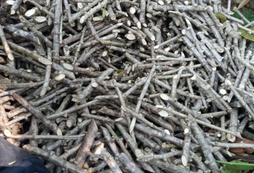 El forraje de yuca es una alternativa cuando faltan alimentos por sequías y o lluvias extremas. Foto Jessica Gil Montoya - Unimedios. Ganadería, ganadería colombia, noticias ganaderas, noticias ganaderas colombia, CONtexto ganadero, forraje de yuca, bloque nutricional con forraje de yuca, hoja de yuca para alimentacion animal, intoxicacion por yuca en bovinos, yuca para alimentar gallinas, yuca picada para vacas lecheras, bagazo de yuca, animales que comen yuca, harina de hoja de yuca, como hacer harina de yuca para cerdos, Comité de Ganaderos de Cartagena del Chairá, universidad nacional, agencia de noticias unimedios