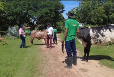 En Agropecuaria La Carolina se trabaja en mejoramiento genético y en producción lechera con las razas gyr y girolando. Foto: captura de pantalla del video .youtube.com/watch?v=-PGTGRHrlII del canal de youtube finca la carolina La Carolina, cría, Genética, Gyr, Girolando, Chimichagua, Cesar, Comité de Ganaderos, sostenibilidad, producción de leche, doble propósito, desarrollo agropecuario, holstein, potencial lechero, radar, Monstruos, pastoreo rotacional, pastoreo racional, pastoreo voisin, Ganadería regenerativa, carga animal, potrero, leguminosas, sorgo forrajero, Ganadería, ganadería colombia, noticias ganaderas colombia, CONtexto ganadero