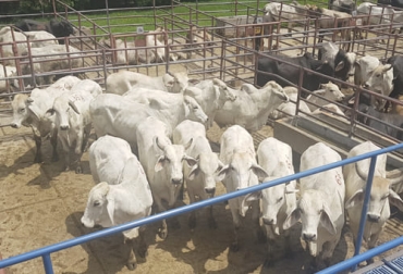 Los bovinos que proceden al cajón de aturdimiento deben ser sacrificados de manera humanitaria, por respeto ético al animal y por mantener la calidad de su carne. Foto: utadeo.edu.co Factores sacrificio, sacrificio calidad carne, calidad carne, sacrificio, estrés, estrés calidad carne, carne, cría, levante, ceba, sacrificio, Bienestar Animal, consumo, conversión, Pasto, forraje, sacrificio estrés, factores estrés, ganado bovino, ganadería bovina, leche, ganaderos, ganaderos colombia, ganado, vacas, vacas Colombia, bovinos, Ganadería, ganadería colombia, noticias ganaderas, noticias ganaderas colombia, CONtexto ganadero, contextoganadero
