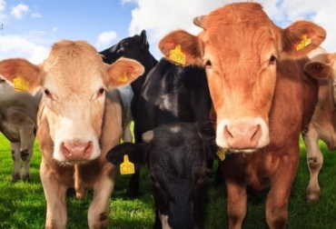 La experta asegura que la baja mortalidad de esta patología no debe confundir a los productores ya que las consecuencias son muy graves. Foto: ganaderia.com Ganadería, ganadería colombia, noticias ganaderas, noticias ganaderas colombia, CONtexto ganadero, ganadería ambiente, complejo respiratorio y reproductivo bovino, causas complejo respiratorio y reproductivo bovino, consecuencias complejo respiratorio y reproductivo bovino