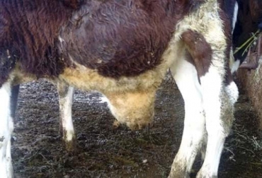 Onfalitis, onfaloflebitis, onfaloarteritis, onfalouraquitis y uracocistitis, son patologías que se presentan en el ombligo bovino. Foto: bmeditores.mx ganadería, ganadería colombia, noticias ganaderas, noticias ganaderas colombia, contexto ganadero, ganadería, ganadería ambiente, umbilical, ombligo de los bovinos, patologias umbilicales en los bovinos, Uracocistitis en bovinos, Onfalouraquitisn bovinos, Onfaloarteritis en bovinos, Onfaloflebitis en bovinos, Onfalitis en bovinos