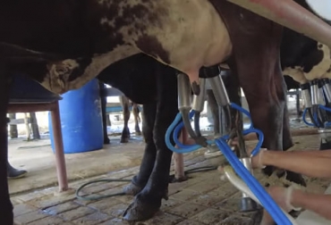 Ganadería Lluvia de Verano es un emprendimiento que le apuesta a la lechería y a la genética en el trópico bajo. Foto: Captura de pantalla del video youtube.com/watch?v=7ZDjuM6hwTU del canal de youtube Visión Agropecuaria Colombia Ganadería Lluvia de Verano, emprendimiento, Fondo Emprender, Sena, reconocimientos, ferias, región Caribe, Salamina, Magdalena, producción de leche, trópico bajo, Genética, Girolando, Gyr, suplementación estratégica, silo de maíz, gran campeona reservada, ordeño, concurso lechero, pastoreo, micronebulizadores, temperatura, Ganadería, ganadería colombia, noticias ganaderas colombia, CONtexto ganadero