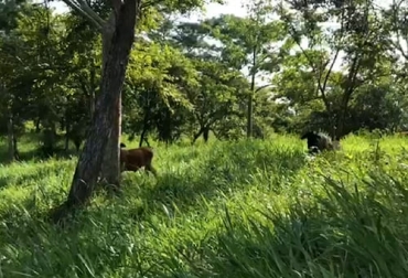 El experto asegura que para empezar en ganadería regenerativa el productor debe volverse muy observador y analítico de sus animales. Foto: unescosost.org ganadería, ganadería colombia, noticias ganaderas, noticias ganaderas colombia, contexto ganadero, ganadería, ganadería ambiente, ganaderia regenerativa, rentabilidad ganaderia regenerativa, negocio natural ganaderia regenerativa, herramientas paa la ganaderia regenerativa, la vaca como maquina por excelencia, cuando empezar ganaderia regenerativa, donde empezar ganadería regenerativa, que se necesita para hacer ganadería regenerativa