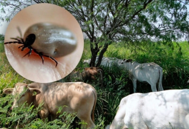 Los animales que pastorean en SSPi tienen 56 % menos carga parasitaria que la observada en un sistema de praderas en monocultivo, concluyeron los autores del estudio. Foto: teorema.com.mx- urgenciesveterinaries.com Garrapatas sistemas silvopastoriles, garrapatas, control de las garrapatas, registros de garrapatas, empresas ganaderas, sistema silvopastoril intensivo, estudios sobre garrapatas en ganadería, estudio garrapatas vacas, ganado bovino, ganadería bovina, carne, leche, ganaderos, ganaderos colombia, ganado, vacas, vacas Colombia, bovinos, Ganadería, ganadería colombia, noticias ganaderas, noticias ganaderas colombia, CONtexto ganadero, contextoganadero