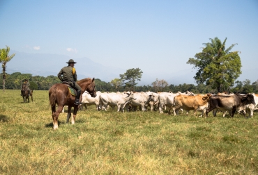 Con la herramienta se busca mayor número de denuncias de productores y seguimiento por parte de las autoridades. Foto: Cortesía. Ganadería, ganadería colombia, noticias ganaderas, noticias ganaderas colombia, CONtexto ganadero, Dirección de Carabineros y Seguridad Rural, Federación Colombiana de Ganaderos, Sistema de Información de la Dirección de Carabineros, inseguridad rural, seguridad ganadera, plataforma seguridad ganadera, seguridad ganadera fedegan, seguridad ganadera carabineros, Dirección de Carabineros, Dicar, Abigeato, abigeato 2021, municipios mas afectados por el abigeato, abigeato en colombia,