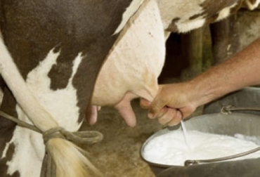 Las razas lecheras importantes en Colombia son simmental, holstein, normando, búfala y cebú. Foto: agroecuador.org Ganadería, ganadería colombia, noticias ganaderas, noticias ganaderas colombia, CONtexto ganadero, razas, razas lecheras, razas lecheras en colombia, leche de raza holstein, leche de raza normando, leche de raza simmental, leche de búfala, leche de ganado cebu, razas de calidad de leche