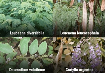 La mezcla de especies dentro del banco forrajero crea una alta biodiversidad que reduce el ataque de plagas y enfermedades. Foto: tropicalforages.info - en.wikipedia.org - colombia.inaturalist.org Bancos forrajeros con arbustos fijadores de nitrógeno, Ventajas sistemas agroforestales, interacciones agroforestería, agroforesteria beneficios, agroforesteria pdf, agroforesteria características, componentes de un sistema agroforestal, Bancos forrajeros, AFN, ganado bovino, ganadería bovina, carne, leche, ganaderos, ganaderos colombia, ganado, vacas, vacas Colombia, bovinos, Ganadería, ganadería colombia, noticias ganaderas, noticias ganaderas colombia, CONtexto ganadero, contextoganadero