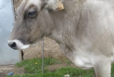 Los expertos recomiendan que la única forma de salvar a un animal con mal de altura es bajarle de la altura. Foto: engormix.com Ganadería, ganadería colombia, noticias ganaderas, noticias ganaderas colombia, CONtexto ganadero, ganadería ambiente, Mal de altura, mal de altura en los bovinos, problemas de mal de altura en los bovinos, sintomas del mal de altura en los bovinos, adaptacion de los bovinos, recomendaciones para el mal de altura en los bovinos
