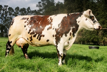El tamaño del ganado es un factor que a muchos ganaderos les preocupa y lo que se observa es una tendencia a preferir los pequeños con base en la genética. Foto: Fedegán FNG tamaño, vaca, importancia, reproductoras, peso, destete, crías, mejoramiento genético, factores climáticos, calidad, alimentación, estrés, Producción, hacinamiento, movimientos, habilidad materna, ternero, toro, vientre, Ganadería, ganadería colombia, noticias ganaderas colombia, CONtexto ganadero