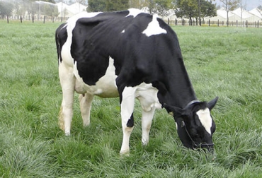La nutrición de los terneros cuando empiezan con una dieta sólida es importante porque se están formando diversos órganos que definirán su futuro. Foto: revistageneticabovina.com ternero, recién nacido, leche, vaca, consumo, producción láctea, dieta, nutrición, alimento sólido, Agua, microorganismos, patógenos, instalaciones, balde, Corral, diarreas osmóticas, Timpanismo, ruminal, enfermedades, balanceado, iniciador, ingrediente fibroso, fibra, pellet, Cascarilla de soya, maíz, alfalfa, ganancia de peso, Ganadería, ganadería colombia, noticias ganaderas colombia, CONtexto ganadero