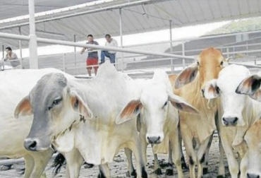 Las condiciones de transporte y recepción del ganado en la planta de beneficio son factores que aumentan estrés y pueden afectar la calidad de la carne. Foto: elnuevodia.com.co Factores presacrificio, presacrificio calidad carne, calidad carne, presacrificio, estrés, estrés calidad carne, carne, cría, levante, ceba, sacrificio, Bienestar Animal, consumo, conversión, Pasto, forraje, factores estrés, ganado bovino, ganadería bovina, leche, ganaderos, ganaderos colombia, ganado, vacas, vacas Colombia, bovinos, Ganadería, ganadería colombia, noticias ganaderas, noticias ganaderas colombia, CONtexto ganadero, contextoganadero