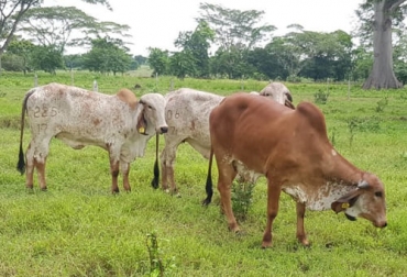 Entre los factores que determinan el inicio de la pubertad en novillas están la edad y el peso, la genética, la nutrición, entre otros. Foto: haciendasanpablo.com Pubertad en vacas, pubertad en novillas, novillas, factores pubertad novillas, longevidad, fertilidad, productividad, rentabilidad, levante, terneras, destete, Medio Ambiente, Genética, aparición de la pubertad en novillas, ganado bovino, ganadería bovina, carne, leche, ganaderos, ganaderos colombia, ganado, vacas, vacas Colombia, bovinos, Ganadería, ganadería colombia, noticias ganaderas, noticias ganaderas colombia, CONtexto ganadero, contextoganadero