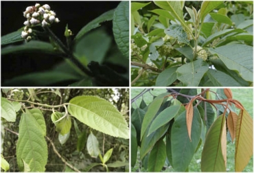 Aquí se presentan las fotos de algunas de las especies de la Amazonía que tienen potencial forrajero para ser usadas en ganadería bovina. Foto: repository.humboldt.org.co - colombia.inaturalist.org - ecosdelbosque.com - catalogofloravalleaburra.eia.edu.co Especies Amazonas ganadería, especies con potencial forrajero en Amazonía, que son los rastrojos en agricultura, que es rastrojos, rastrojo para que sirve, incorporacion de rastrojos al suelo, rastrojo para ganado, ganado bovino, ganadería bovina, carne, leche, ganaderos, ganaderos colombia, ganado, vacas, vacas Colombia, bovinos, Ganadería, ganadería colombia, noticias ganaderas, noticias ganaderas colombia, CONtexto ganadero, contextoganadero